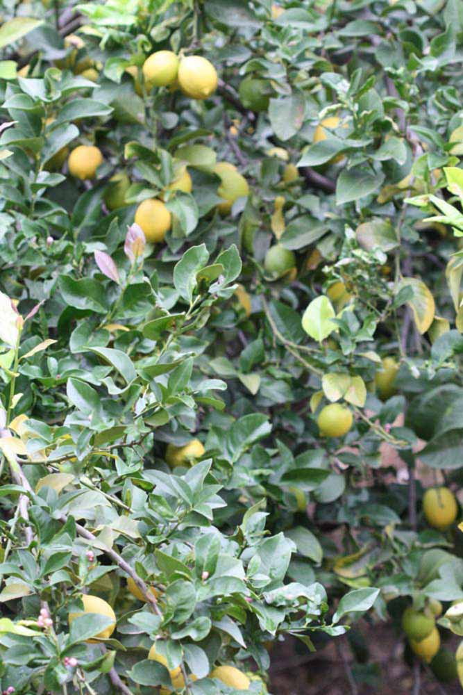               Habit (Blanchard, Riverside, CA)   